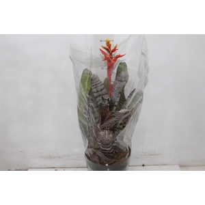 AECHMEA CHANTINI BLACK P17