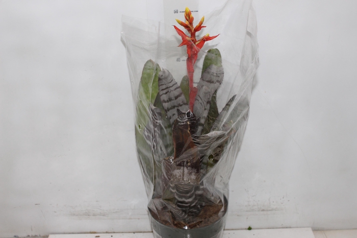 <h4>AECHMEA CHANTINI BLACK P17</h4>