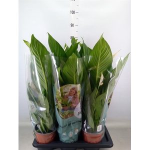 Spathiphyllum  'Bingo Cupido'