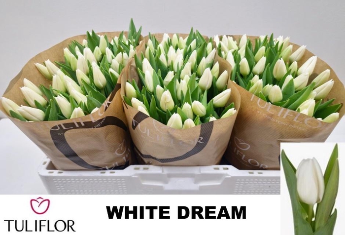 <h4>TU EN WHITE DREAM</h4>