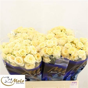 Rosa tros Salinero