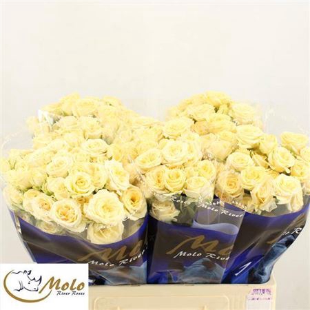 <h4>Rosa tros Salinero</h4>