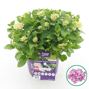 Hydrangea macr. Forever & Ever® 'Hortbux'® Roze C5 (23cm.) Kn.