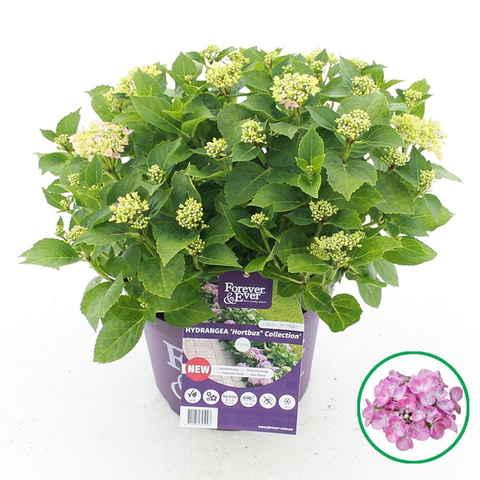 <h4>Hydrangea macr. Forever & Ever® 'Hortbux'® Roze C5 (23cm.) Kn.</h4>