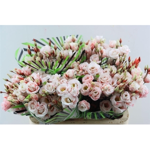 Eus G Opgetrokken Pink