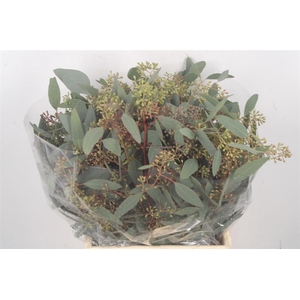 Euc Populus Berry Per Bunch 150 Gram Extra