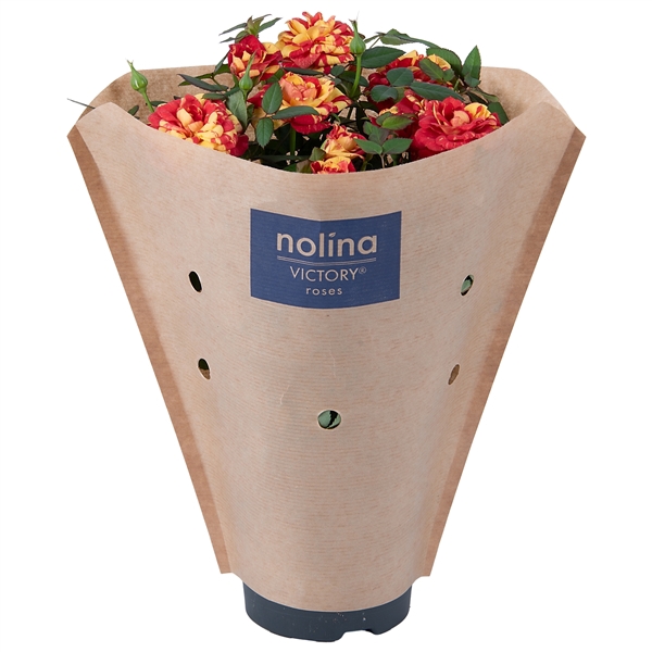 <h4>Nolina Roses Ø 10,5 cm. Liss Paper sleeve</h4>