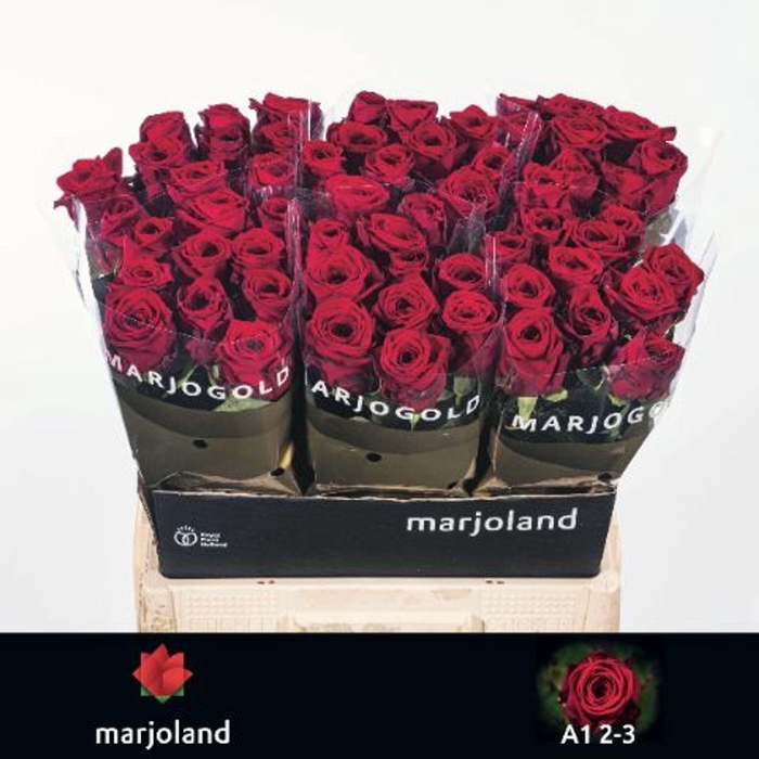 <h4>ROSA GR 'RED NAOMI'</h4>