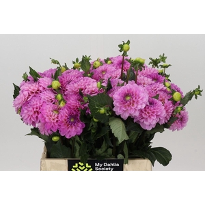 Dahlia BA 'Wizard of Oz'