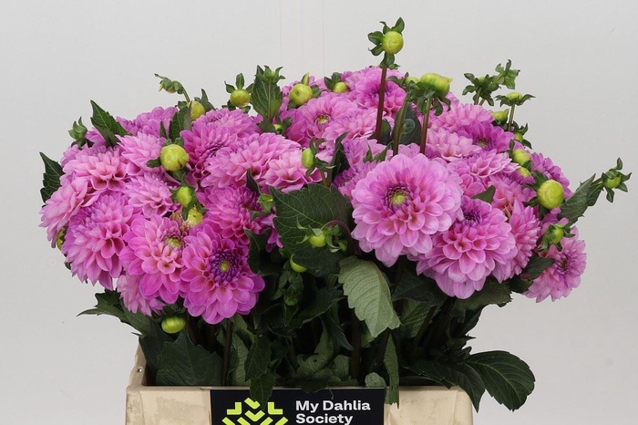 <h4>Dahlia BA 'Wizard of Oz'</h4>