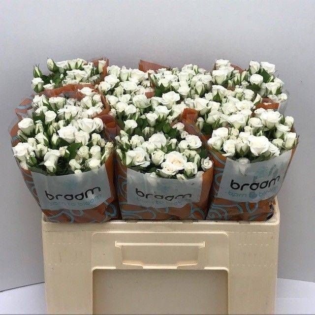 <h4>Rosa spray jeanine</h4>