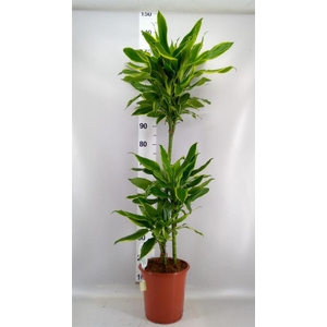 Dracaena frag. 'Golden Coast'