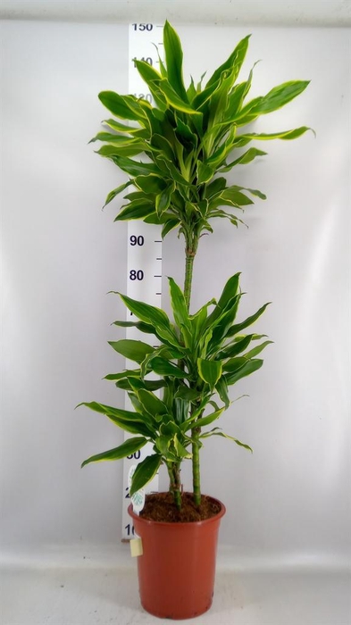 <h4>Dracaena frag. 'Golden Coast'</h4>