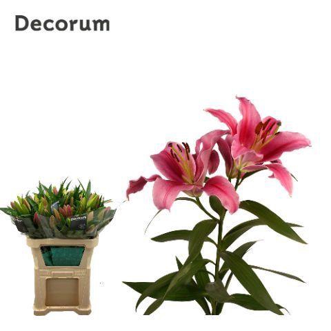 <h4>LI DALIAN 3+</h4>