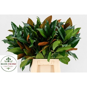 MAGNOLIA GRANDIFLORA