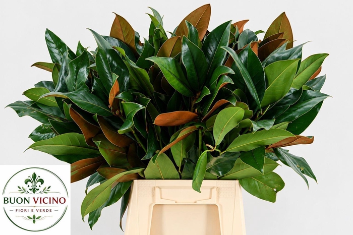 <h4>MAGNOLIA GRANDIFLORA</h4>