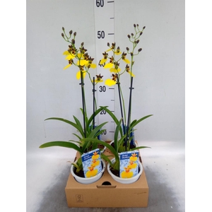 Oncidium   ...