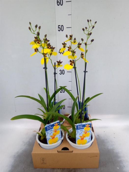 <h4>Oncidium   ...</h4>