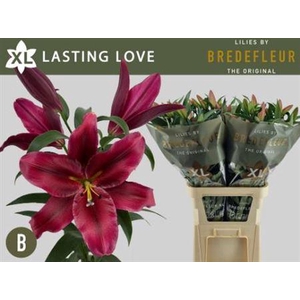 Li Ot Lasting Love 3+