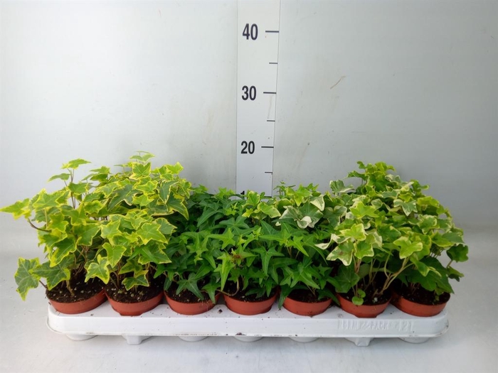 <h4>Hedera ...mix</h4>