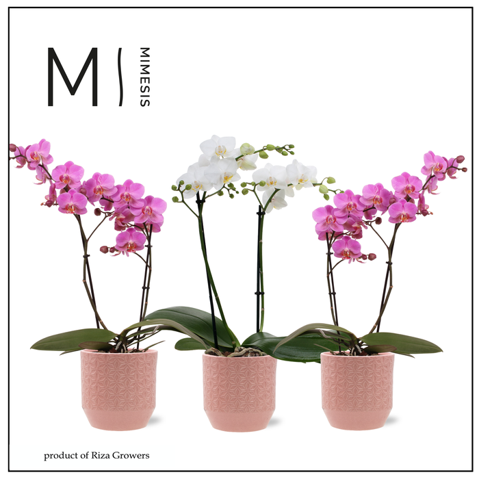 <h4>Phalaenopsis Multi Charming Mix 2 spike - 12cm in Tala Pink | Mimesis</h4>