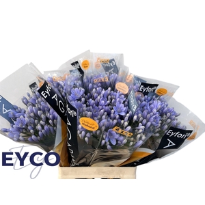 Agapanthus Eyfori Light Blue 60cm