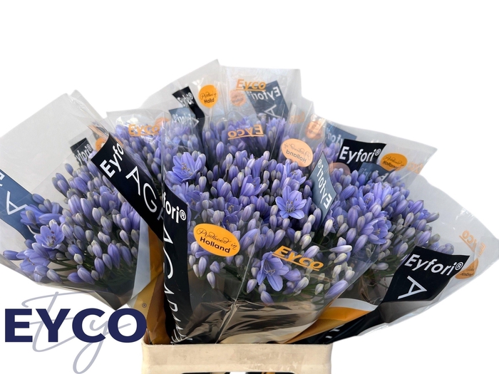 <h4>Agapanthus Eyfori Light Blue 60cm</h4>