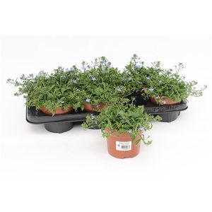 Lobelia Richardii Blue