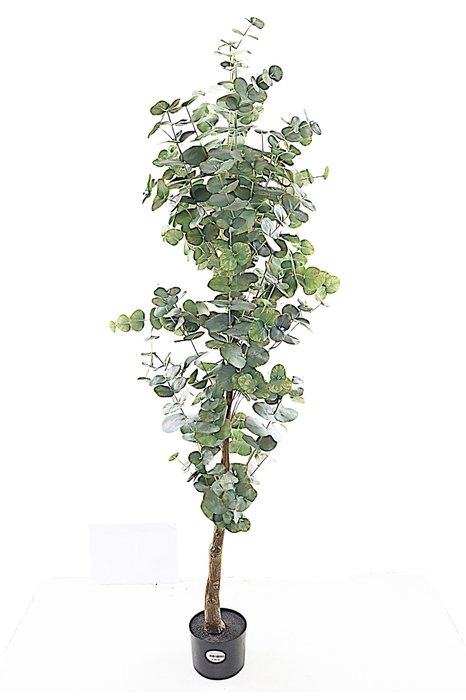 <h4>Eucalyptus Tree in Pot Green PP550021GRN</h4>