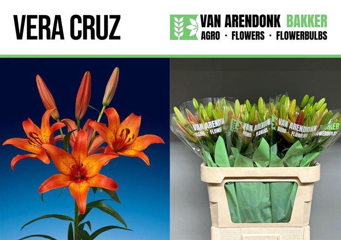 <h4>Li La Vera Cruz</h4>