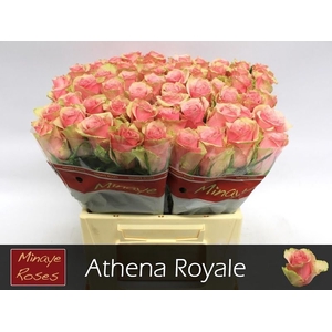 R Gr Athena Royale Minaye