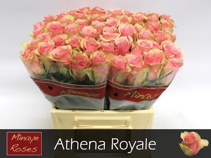 <h4>R Gr Athena Royale Minaye</h4>