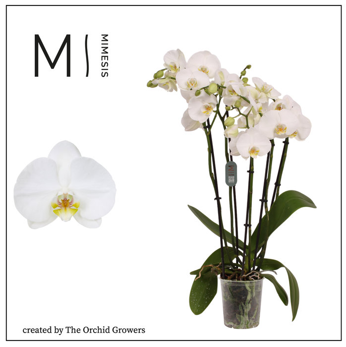 <h4>Phalaenopsis Nottingham 5+ spike – 12cm | Mimesis</h4>
