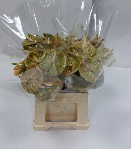 <h4>ANTH A PRESTIGE 40 Water</h4>