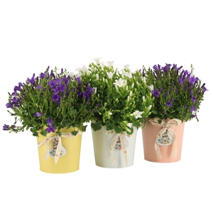 4501131: Solutionss Easter