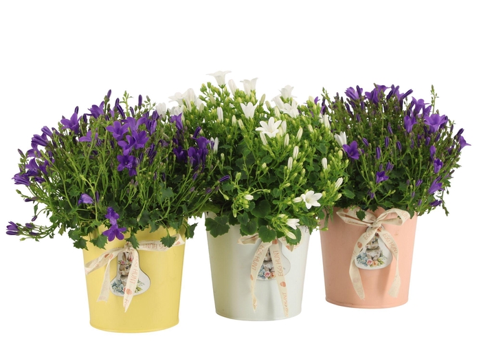 <h4>4501131: Solutionss Easter</h4>