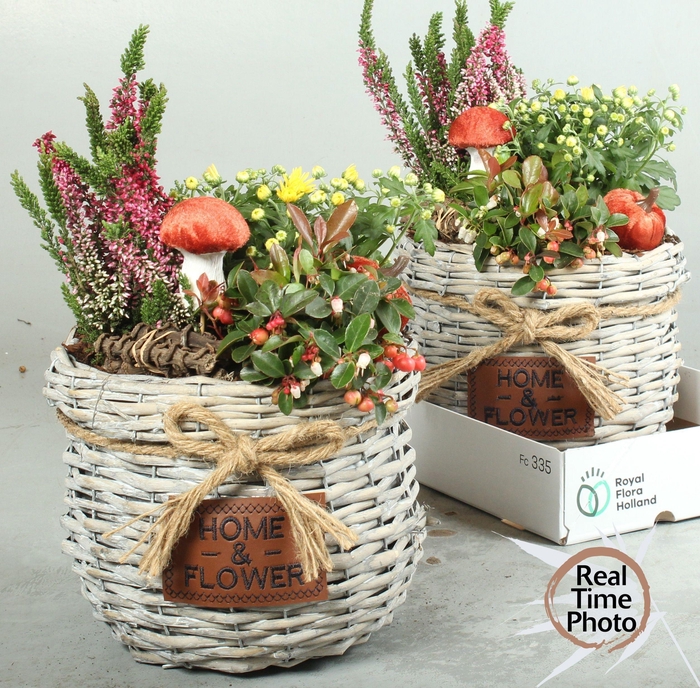 <h4>ARR GARDEN BASKET WHITE X2</h4>