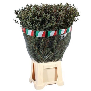 Euca Parvifolia 200gr P Bunch