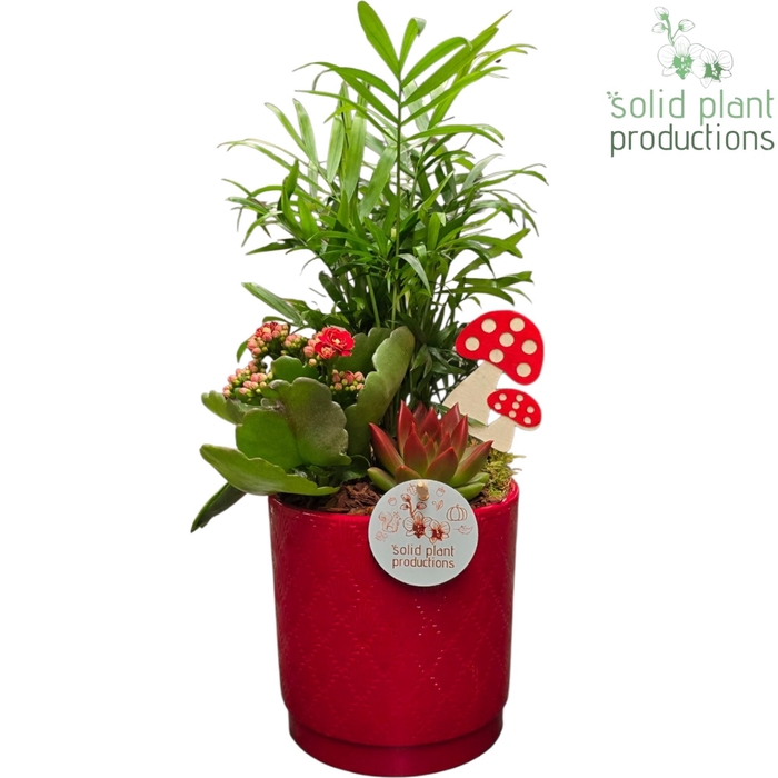 <h4>CE001 Amy Red Echeveria</h4>