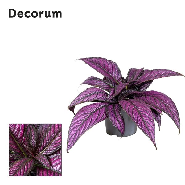 <h4>Strobilanthes dyeriana Decorum</h4>