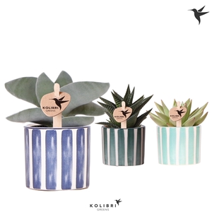 Kolibri Greens Succulenten mix in Painted Stripe pot blue mix