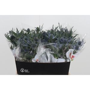 Eryng Mag Blue Lagoo