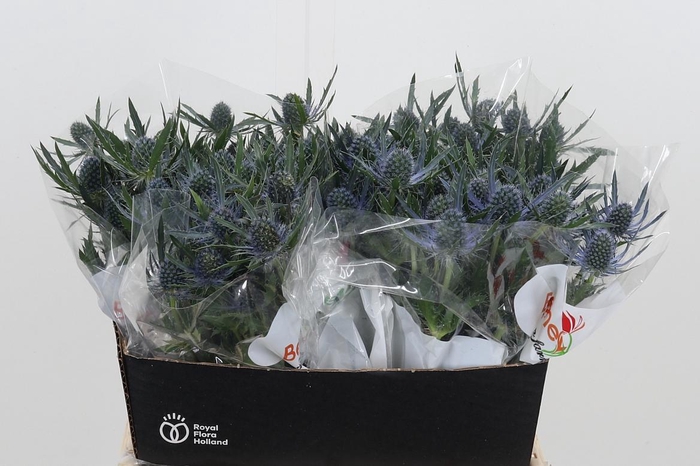 <h4>Eryng Mag Blue Lagoo</h4>