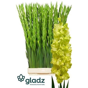 Gladiolus Gr Kio