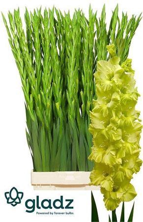 <h4>Gladiolus Gr Kio</h4>