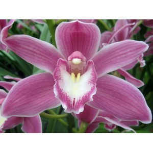 Cymbidium Bryce 80 cm X8 Koningshof