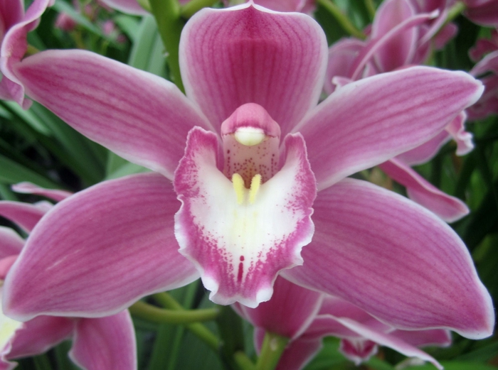 <h4>Cymbidium Bryce 80 cm X8 Koningshof</h4>