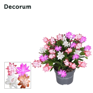 Schlumbergera - 13 cm - QUATTROLORE - Decorum