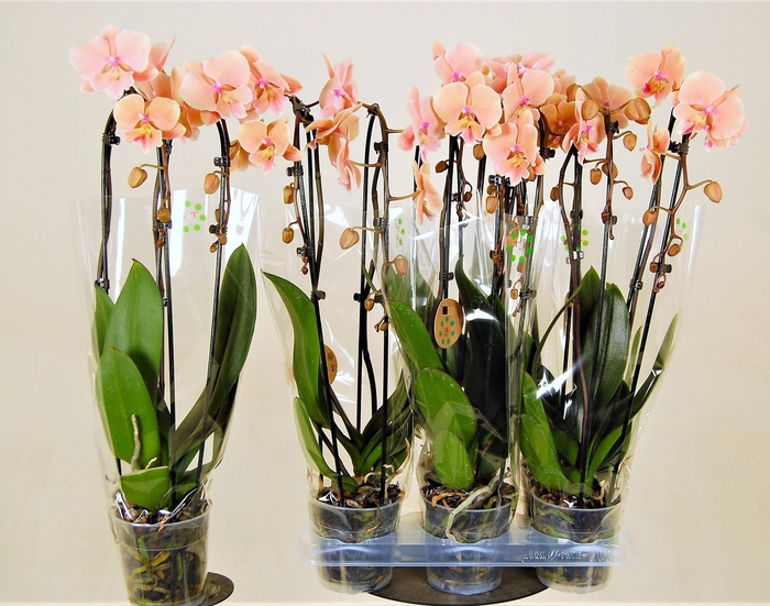 <h4>PHAL EL CASCADE</h4>