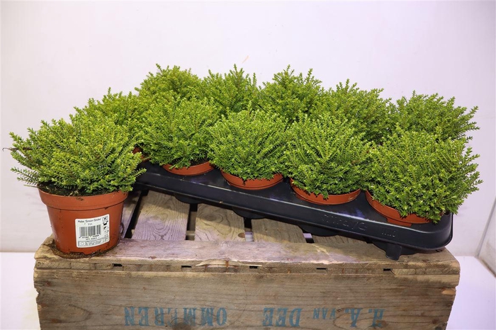 <h4>Hebe Emerald</h4>